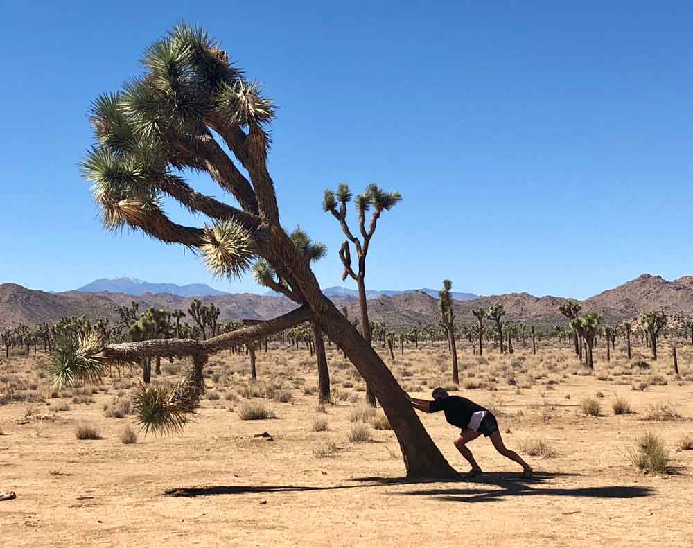 Joshua Tree National Park