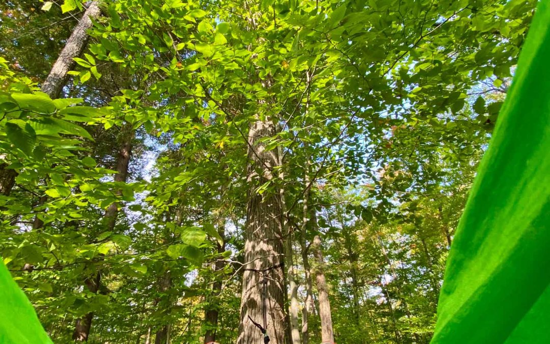 Ontario Camping